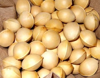 Best price Gingko nuts